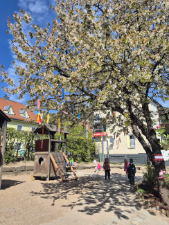 Wunschbaum